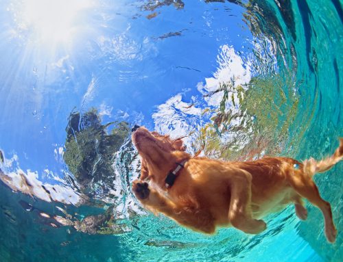 Stay Cool With 7 Pool Pet Safety Tips