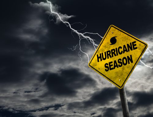 The Calm Before the Storm: Prepping Your Pets for Hurricane Season