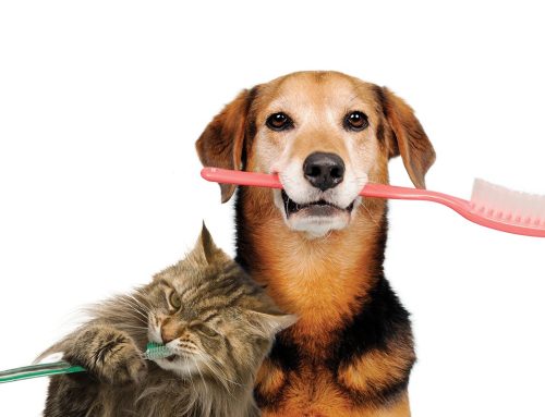 Pet Dental Health: What You Need to Know